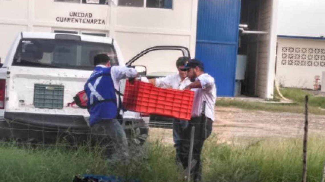 Cinco mil plántulas más de mangle en la laguna madre y delta del Río Bravo
