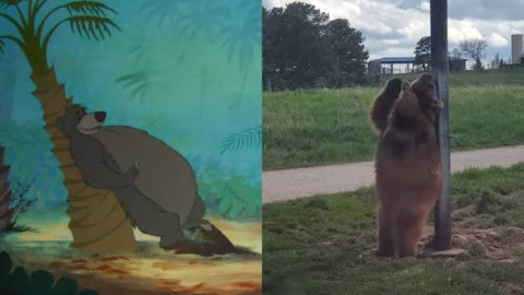 Capturan a oso pardo bailando en un poste