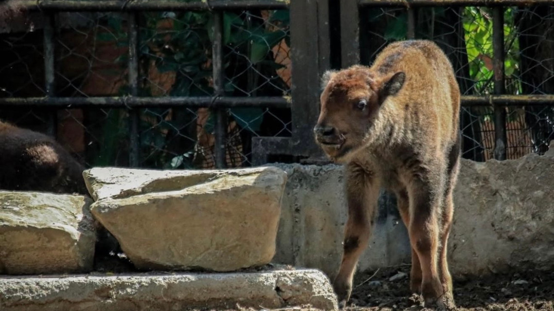 Crece la familia Tamatán; hay 25 nuevos huéspedes