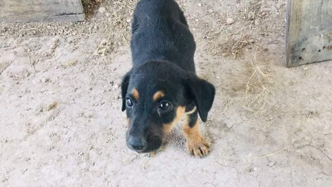 Protección Animal busca fomentar la adopción 