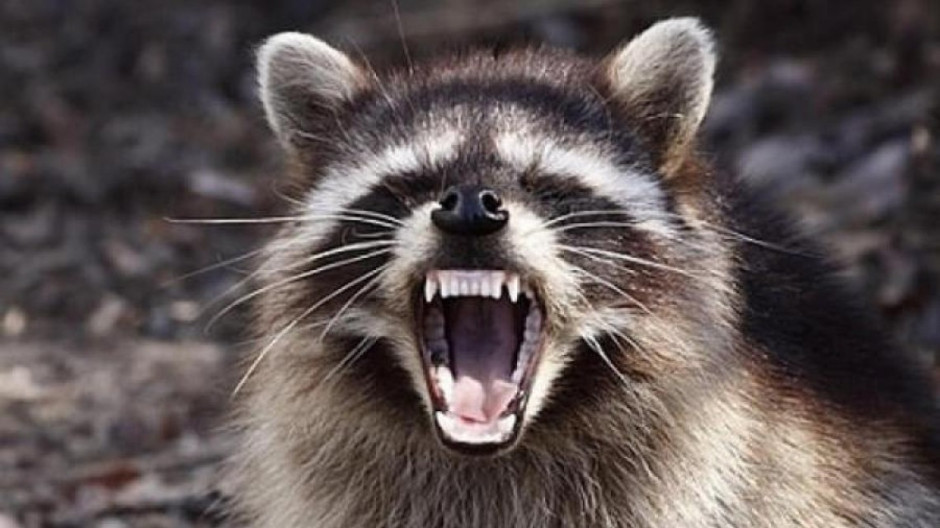 Reportan comportamiento "zombie" en mapaches