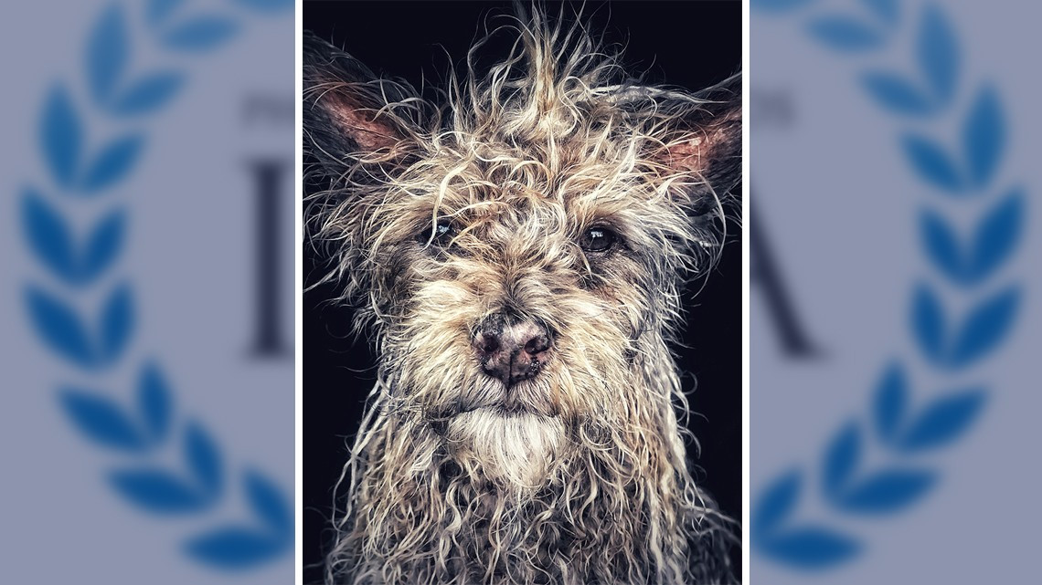 Te presentamos a los ganadores del concurso de foto de Apple 2018