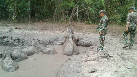 Rescatan crías de elefantes en Tailandia
