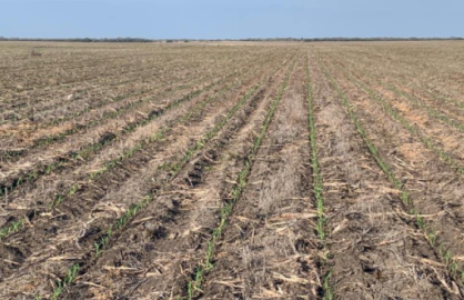 Sequía afecta a cosecha de sorgo