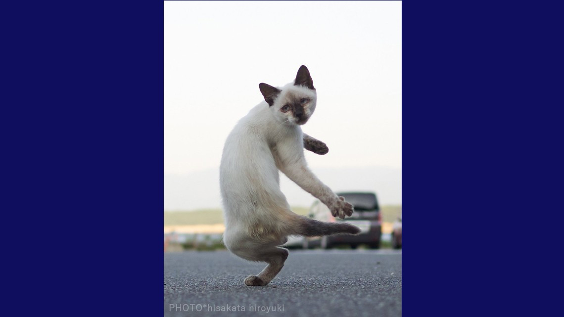Estos gatos no son ninjas, pero lo parecen