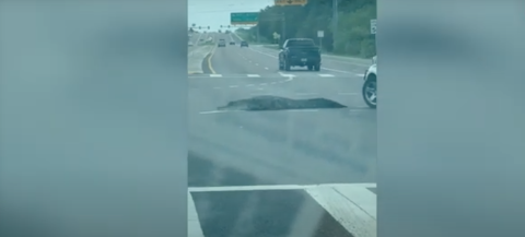 Caimán se pasea por una calle en Florida