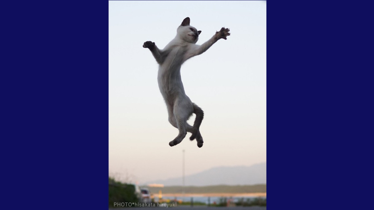 Estos gatos no son ninjas, pero lo parecen