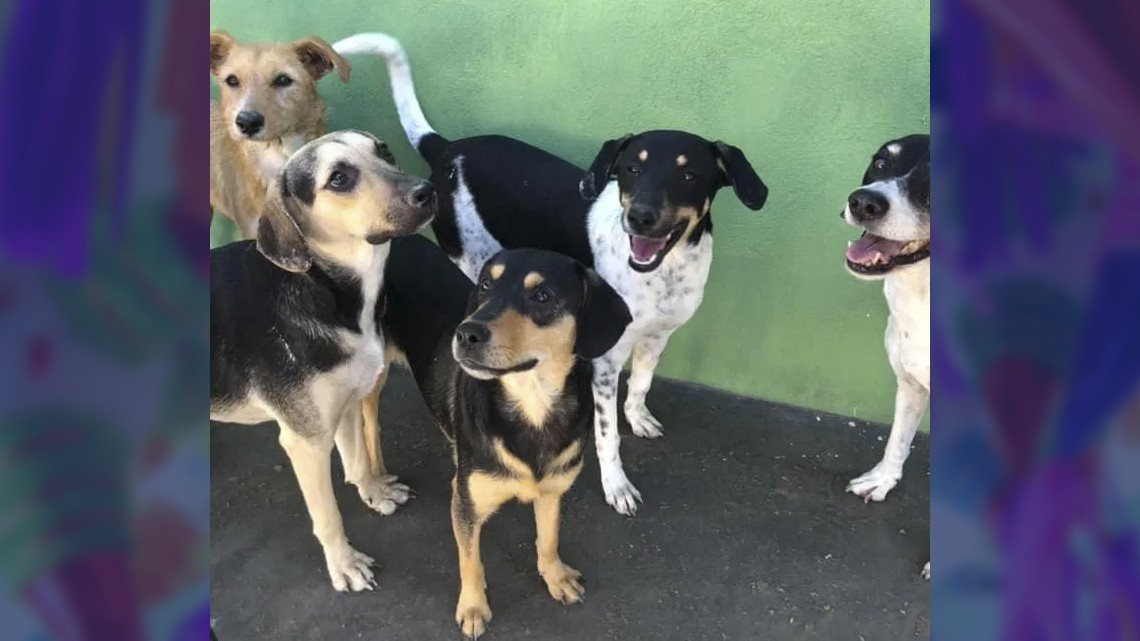 Ofrecen posada para perritos callejeros en Matamoros