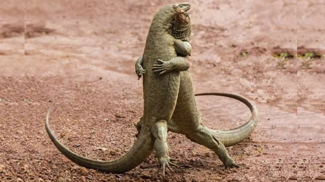 Las fotos más cómicas de la naturaleza