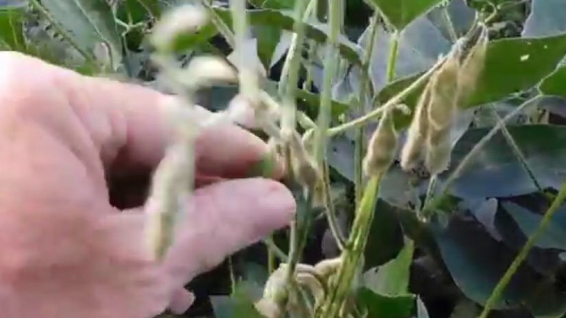 Rehabilitan caminos para siembra de 40,000 hectáreas de soya