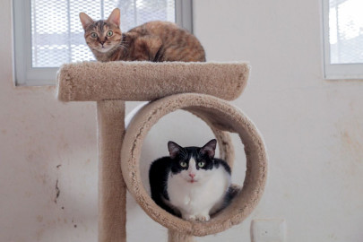 Protegen del frío a felinos y caninos rescatados en refugio Municipal