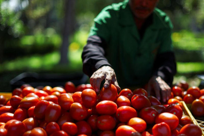 EU impondrá arancel del 20.91% a tomates de méxico