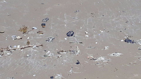 Lentitud en el proceso administrativo retrasa sanciones en temas ambientales