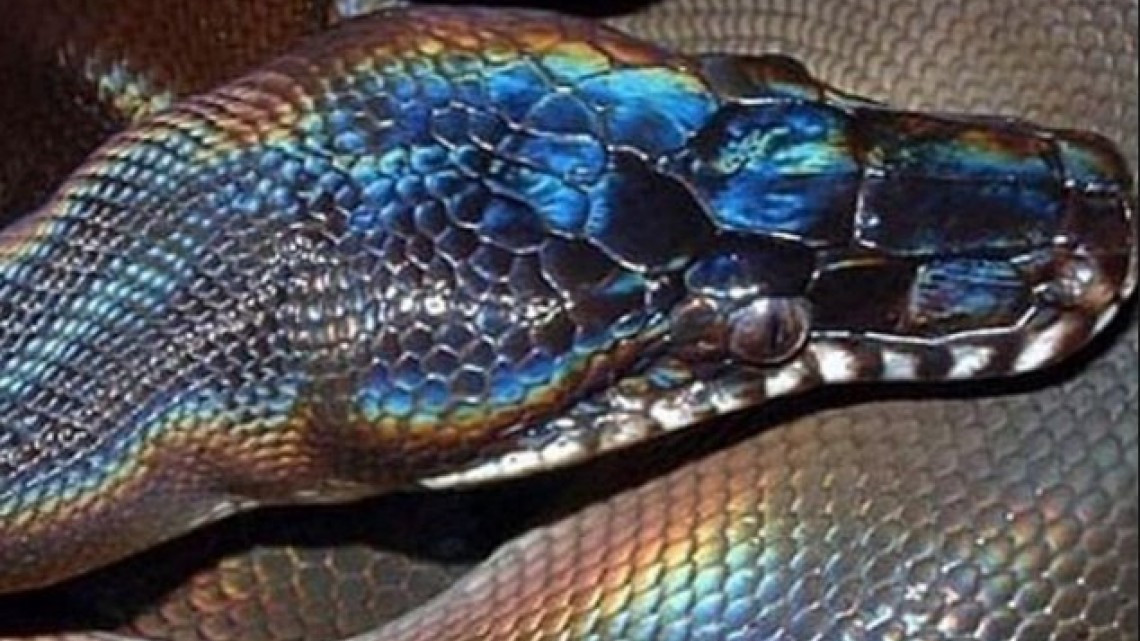 La cobra más bonita que verás hoy