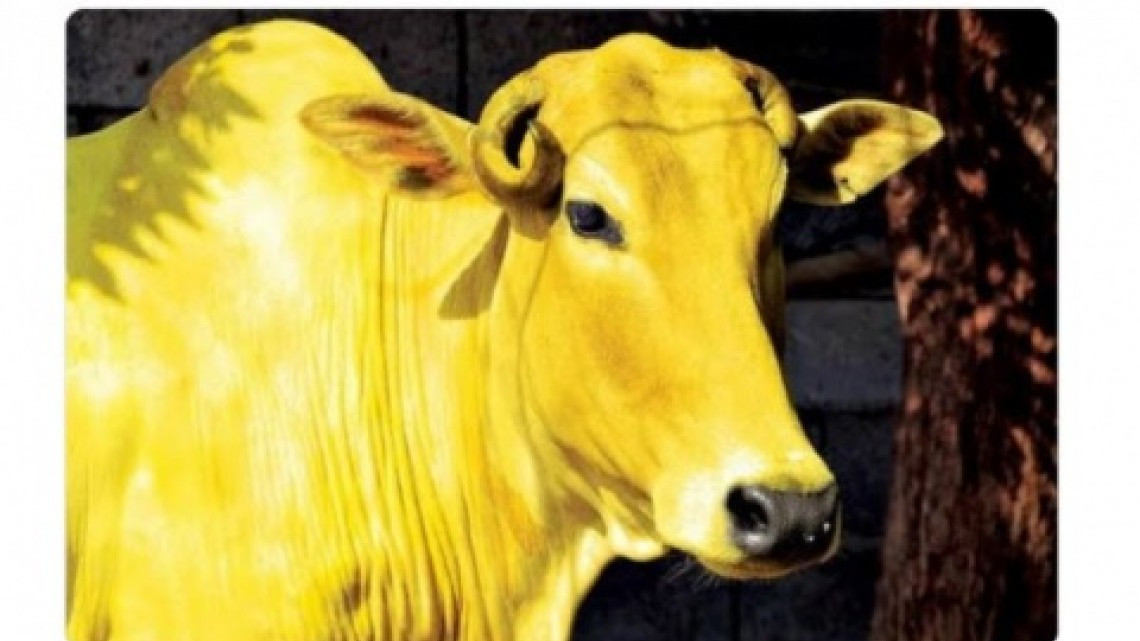 Sergio Mayer, preocupado por la "vaquita amarilla"