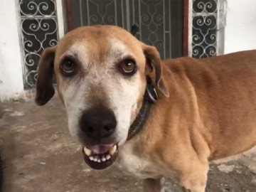 “Deko” ya podrá recibir su tratamiento