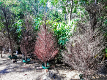 Se mantienen abiertos los centros de acopio para árboles navideños