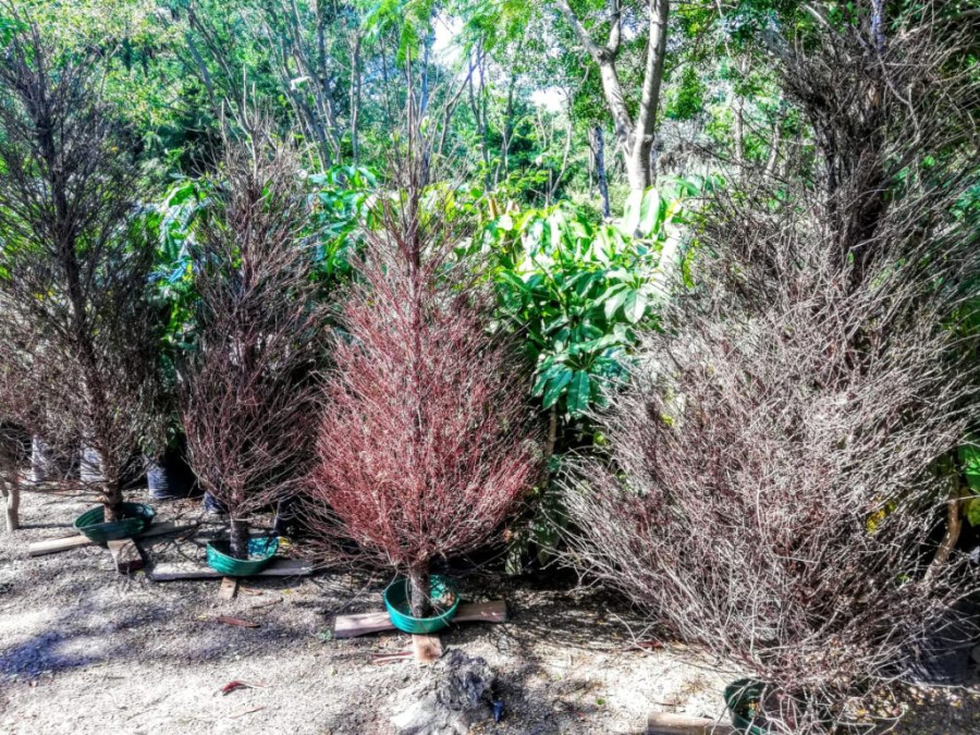 Se mantienen abiertos los centros de acopio para árboles navideños