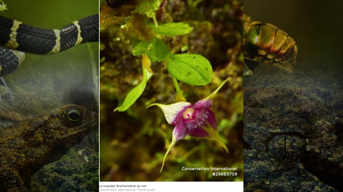 Descubren 20 nuevas especies en selvas de Bolivia