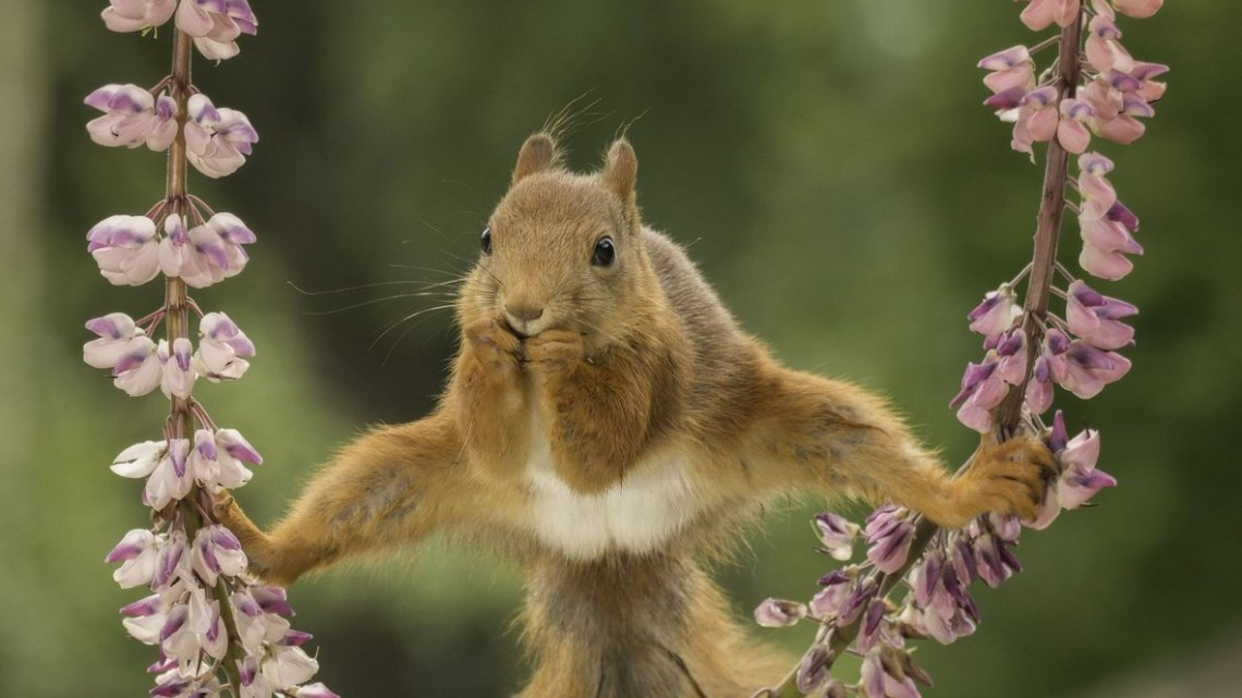 Las fotos más cómicas de la naturaleza