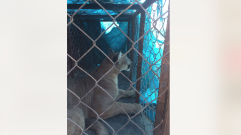 Re capturan a puma en Club Campestre