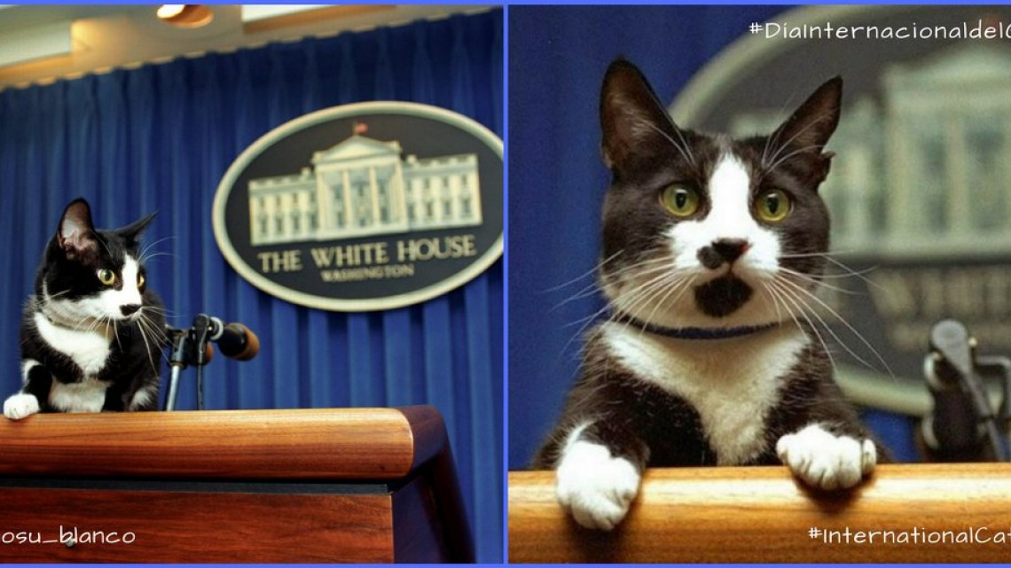 ¿Por qué se celebra el Día Internacional del Gato?