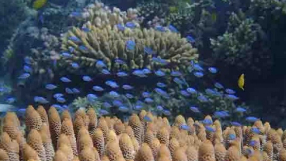 Aparece misteriosa enfermad que está acabando con coral en Florida