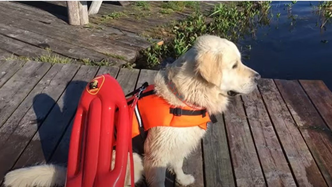 Bailey, el perro “socorrista” que espera convertirse en campeón de salvamento acuático