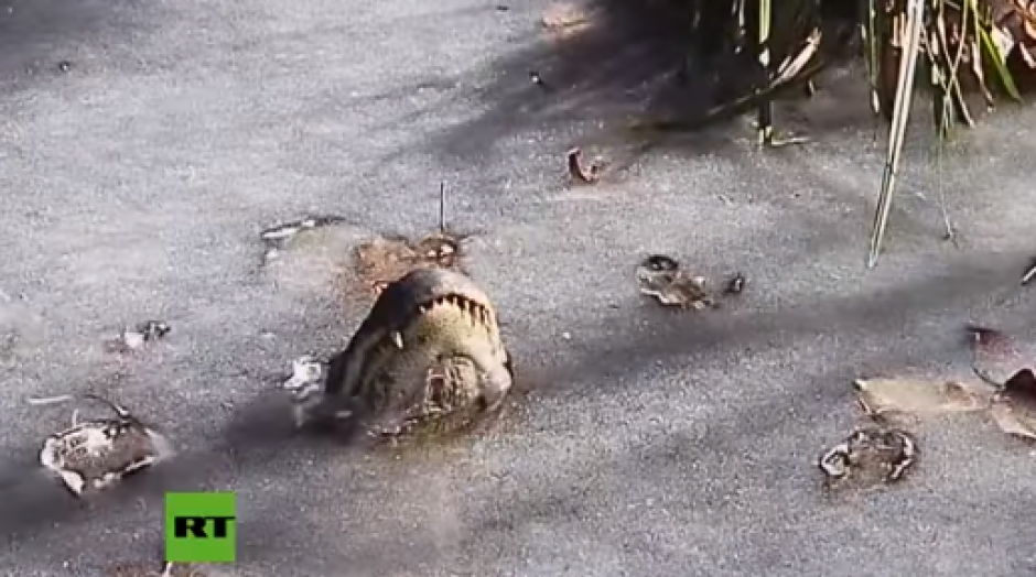 Cocodrilos congelados por bajas temperaturas