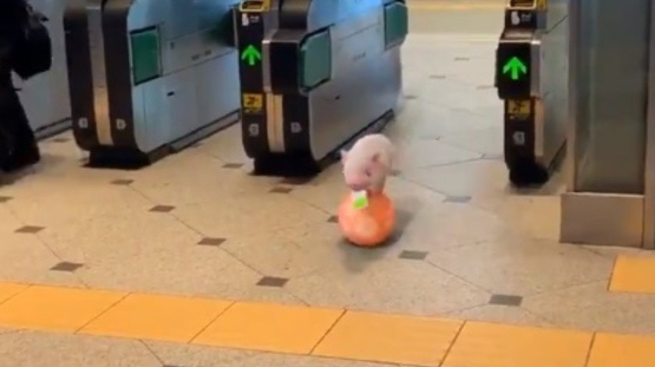 ¡Aww cosita! Cerdito pasea por Tokio, sobre una pelota