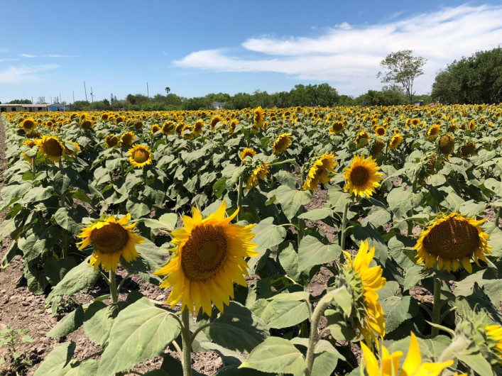Causa furor cultivo de girasoles en el ejido Revolución 