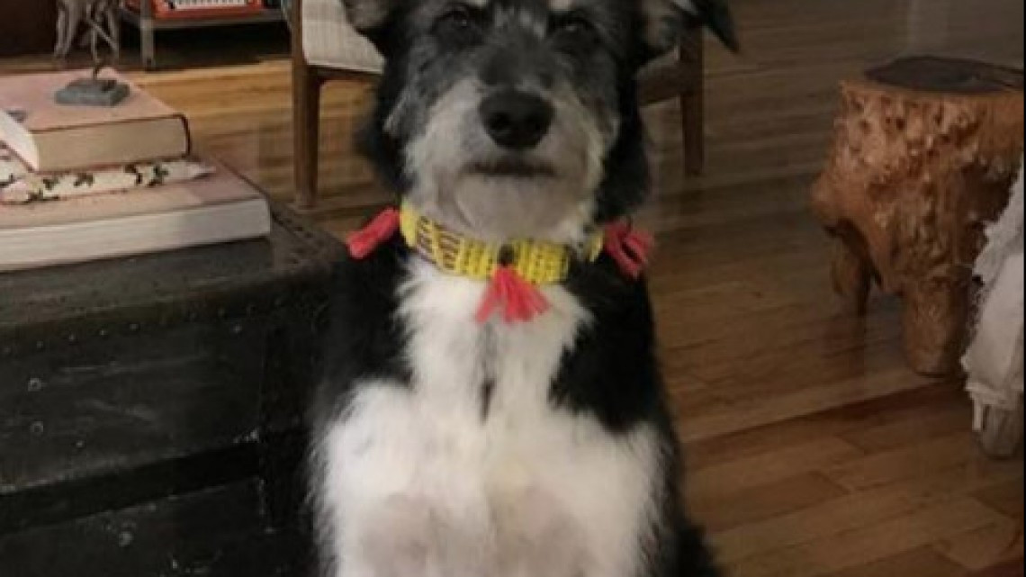 Rescatan a perro de escombros que dejó el sismo 