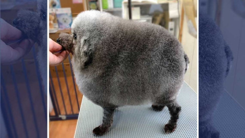 Y con ustedes, “Sesame”, la nueva estrella de Instagram