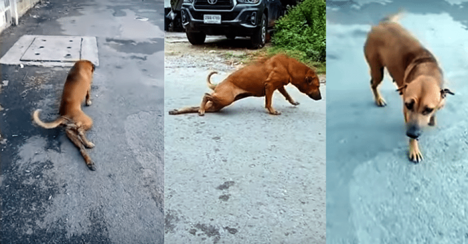 Perro finge tener la pata rota para conseguir comida