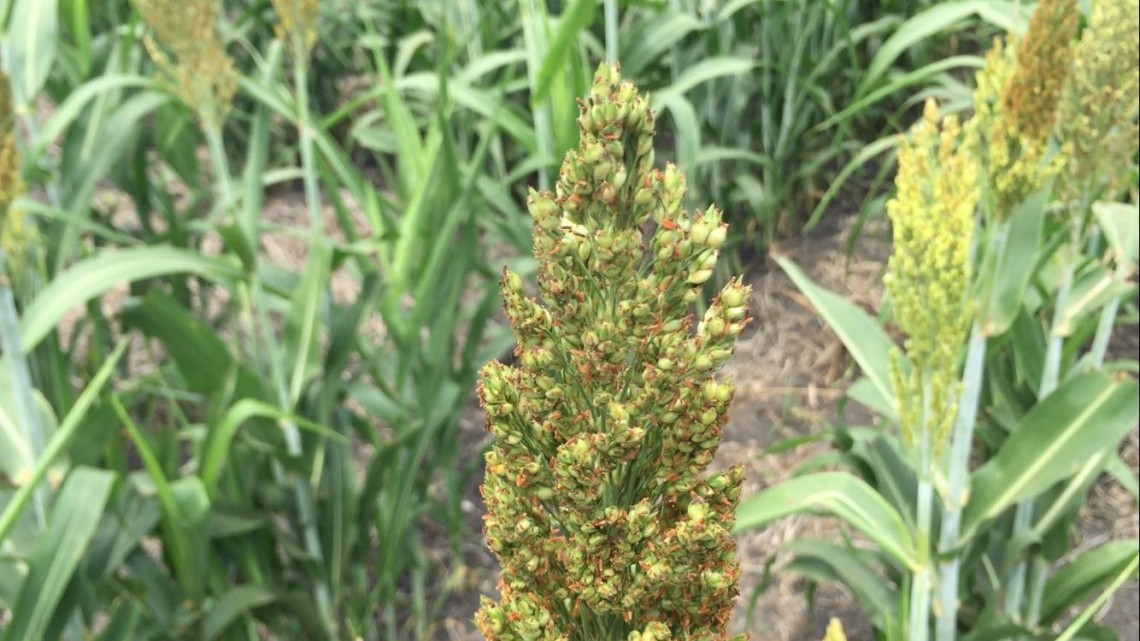 Falta de liquidez económica ahoga al campo de Altamira