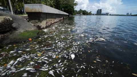 Investigan misteriosa aparición de peces muertos en las costas de Miami 