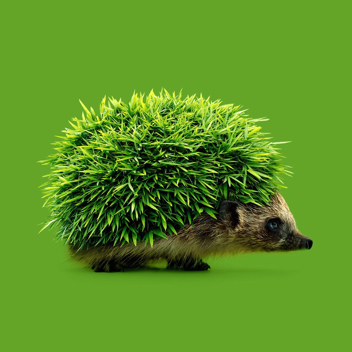 13 imágenes que engañarán a tu cerebro