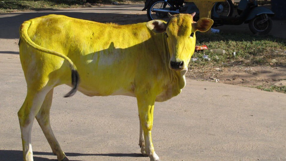 Sergio Mayer, preocupado por la "vaquita amarilla"