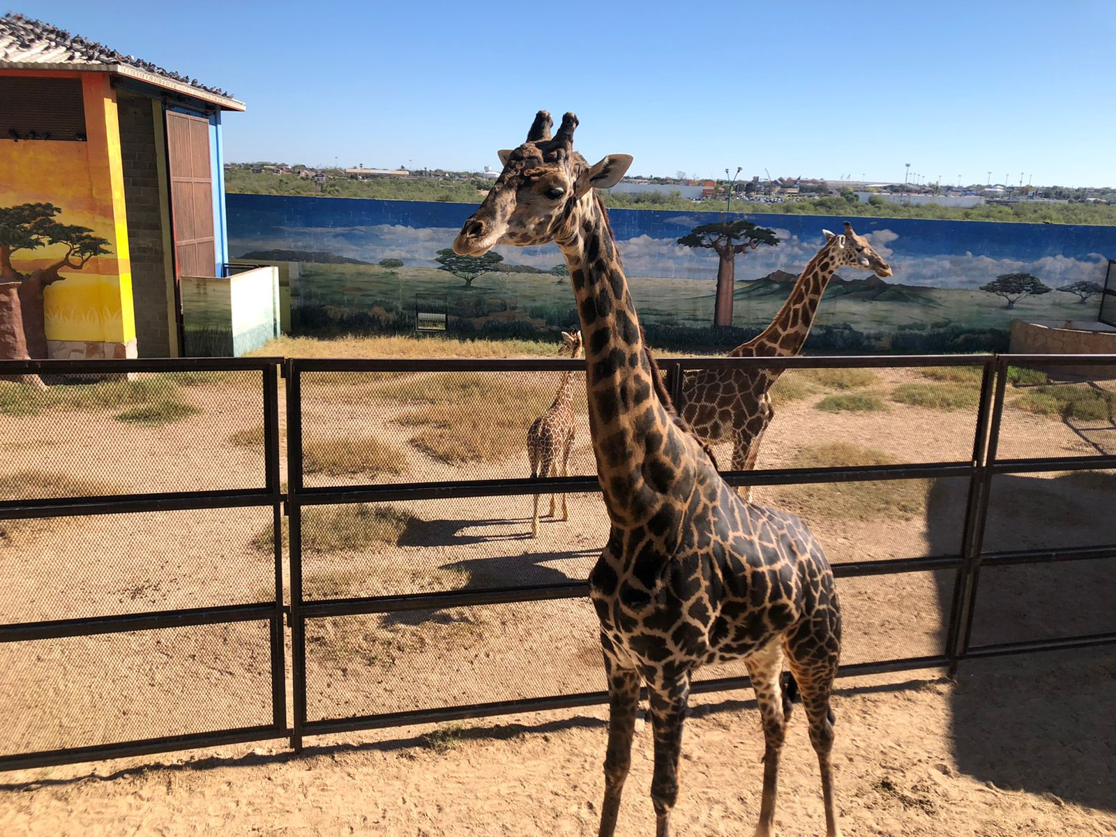Reabre el Zoológico de Nuevo Laredo
