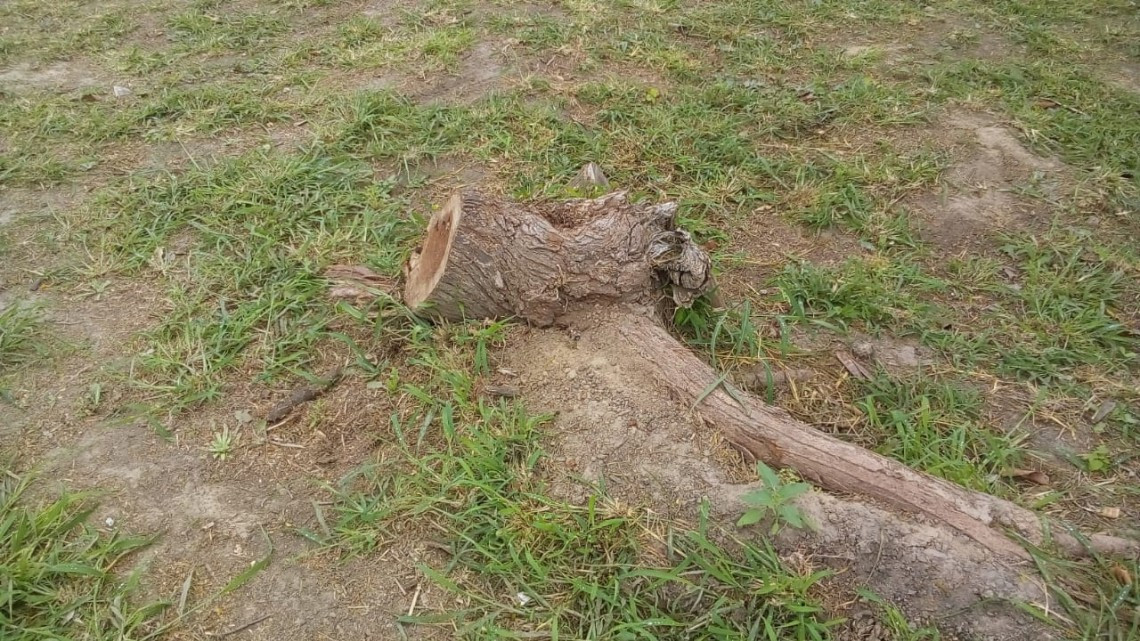 Haremos que deporten a migrantes que talen árboles en el bordo: Mario López