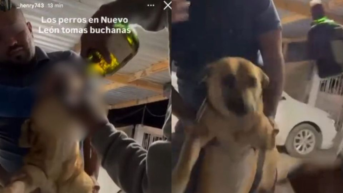 Sujetos obligan a perro a beber whisky en Nuevo León; gobernador anuncia sanciones