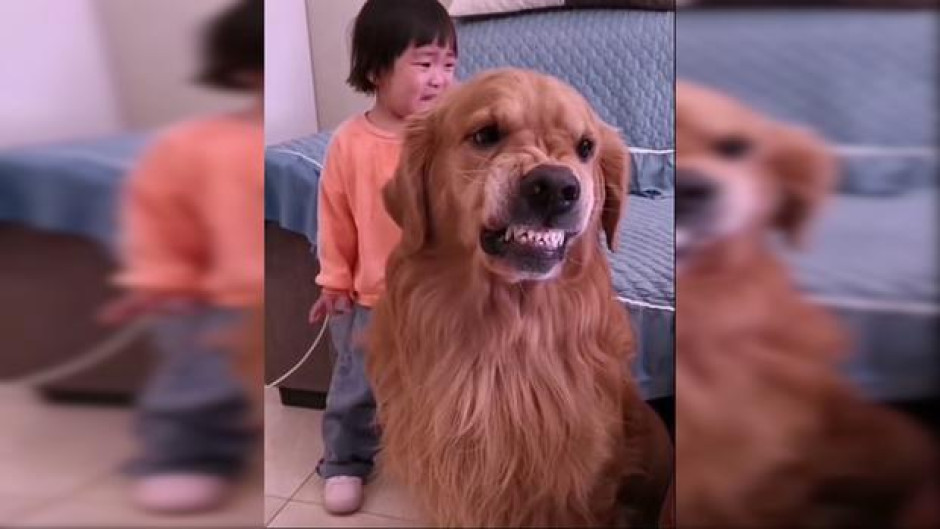 Perro protege a niña mientras su madre la regaña