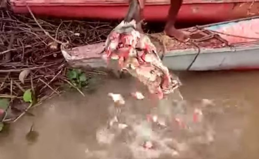  Hombre alimenta a pirañas con sus propias manos