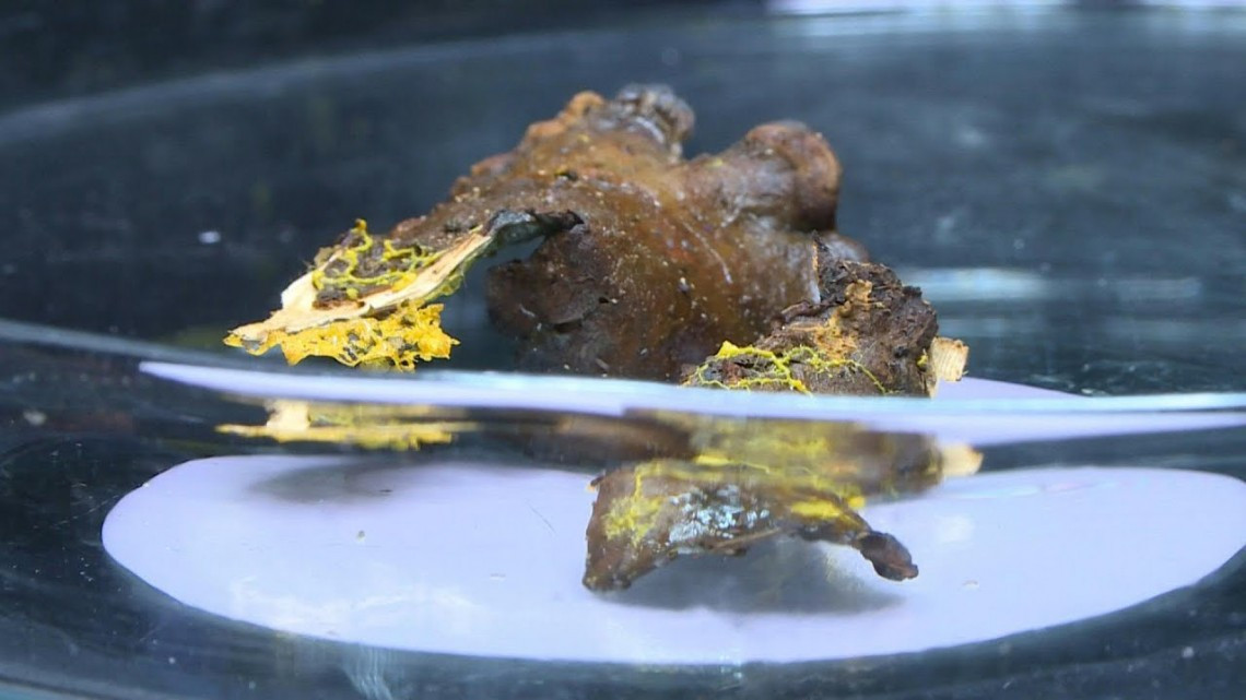 Presentan organismo con 720 sexos