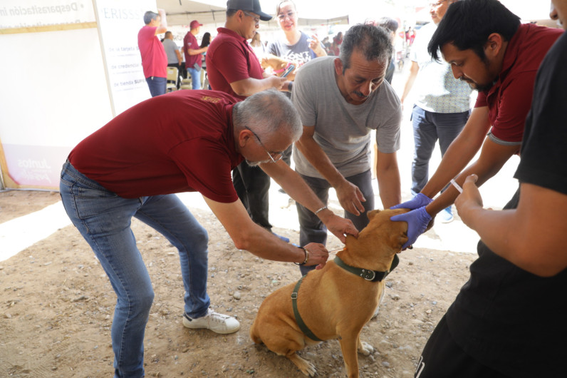 Continúa Gobierno Municipal impulsando el Bienestar Animal con jornadas de esterilización y múltiples servicios