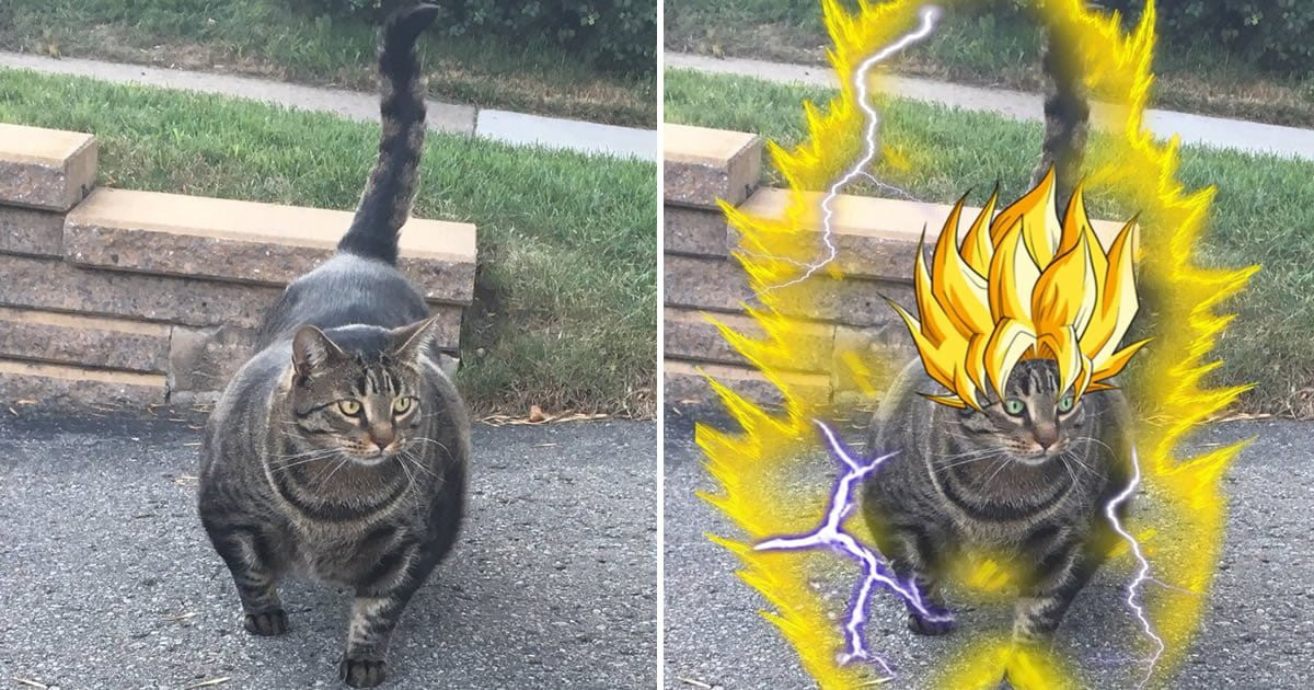 El gato musculoso que está conquistando internet 