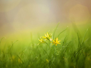 Científicos logran producción de electricidad a partir de plantas