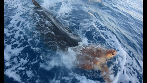Pescadores ayudan a una tortuga a escapar de un tiburón