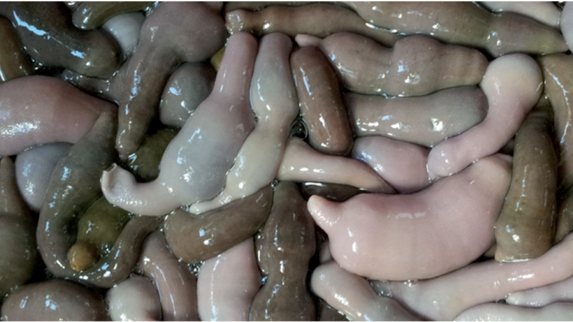 Llegan a California miles de “peces pene”