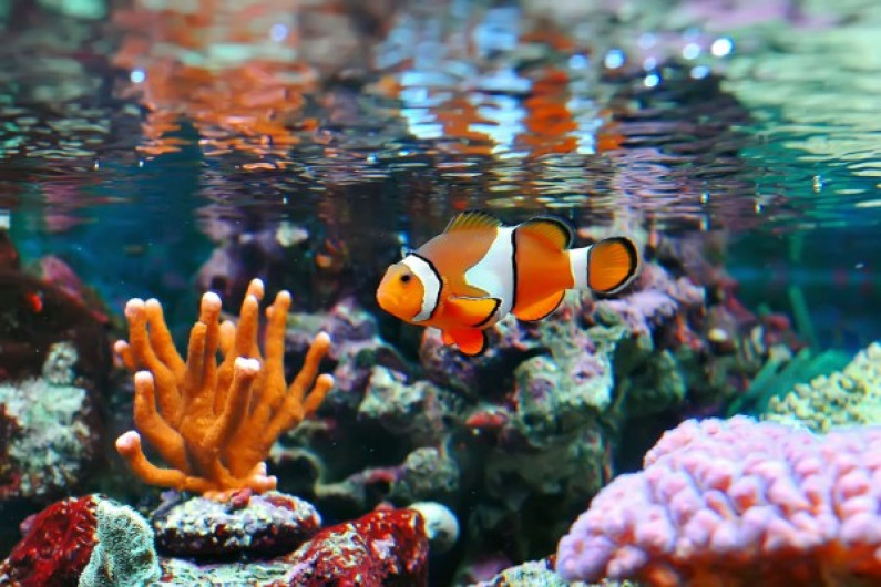 Nemo ahora si podría desaparecer